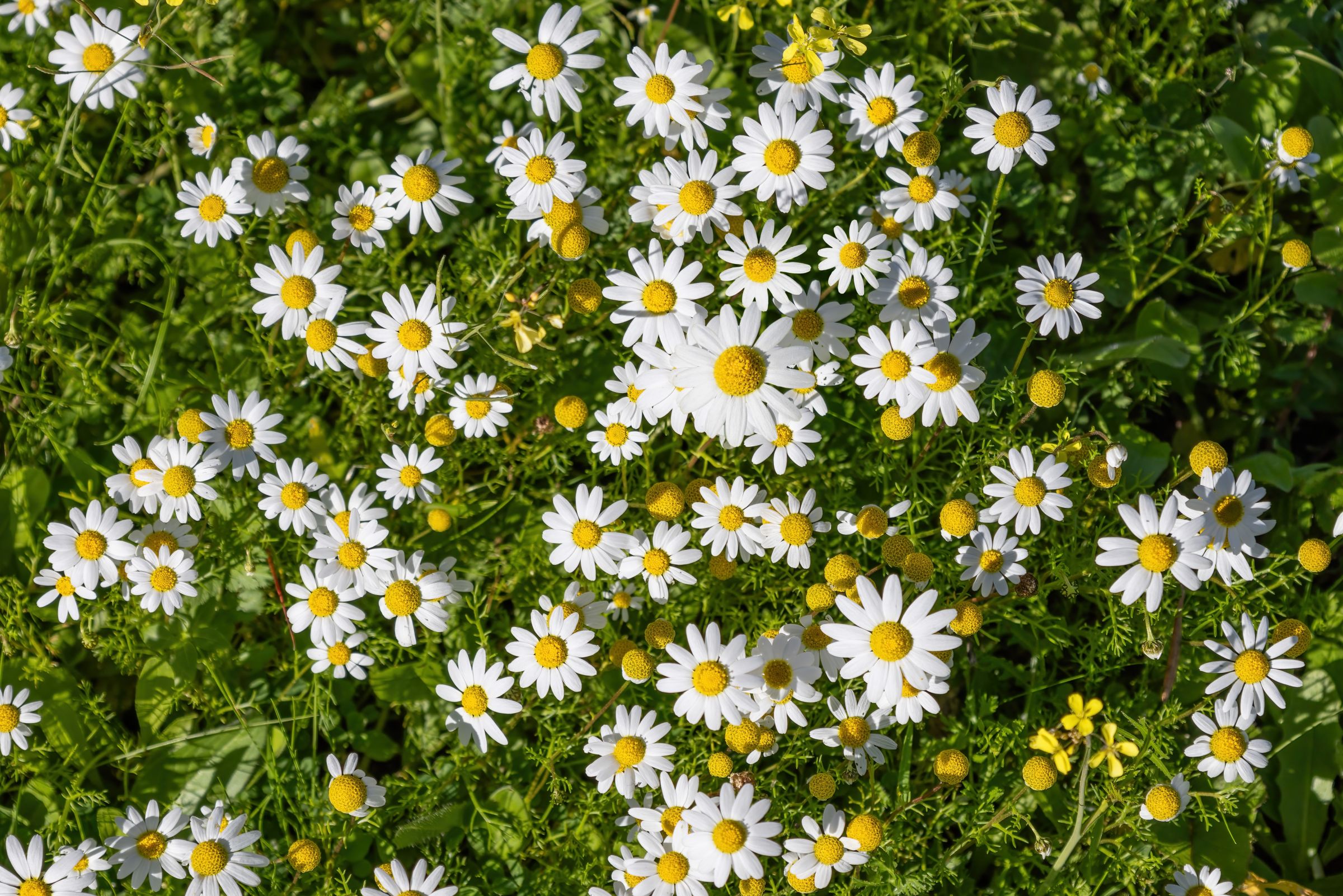 Ang Sea Chamomile, ay kilala sa mga nakapapawi at anti-inflammatory na katangian nito. Nakakatulong ito na bawasan ang pamumula at iritasyon habang pinapabuti ang hydration ng balat.